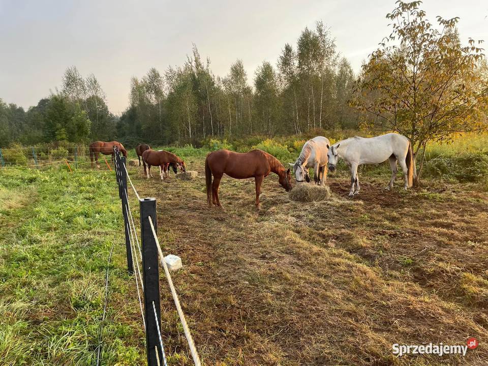 Solidne mocne i trwałe Słupki do ogrodzeń do mazowieckie Warszawa sprzedam