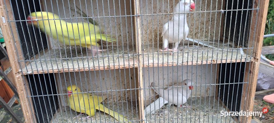 Papugi aleksandretty obrożne Konin sprzedam