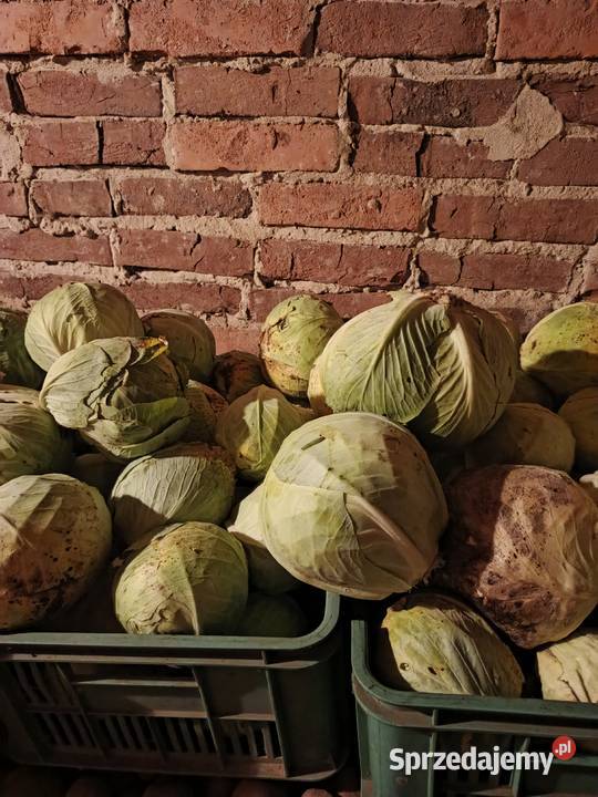 Kapusta biała ekologiczna Markowa