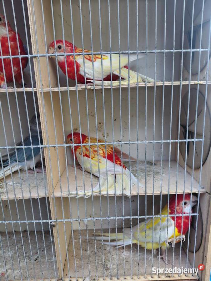 Rozelle białolice Polichno sprzedam