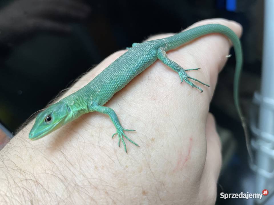 jaszczurka szmaragdowa w Gliwicach
