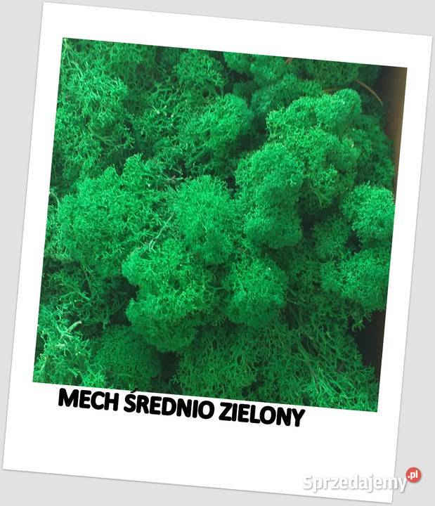 Obraz tryptyk mech chrobotek plaster drewna Długołęka