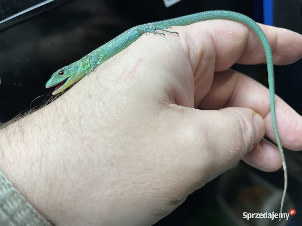 jaszczurka szmaragdowa w Gliwicach śląskie Gliwice
