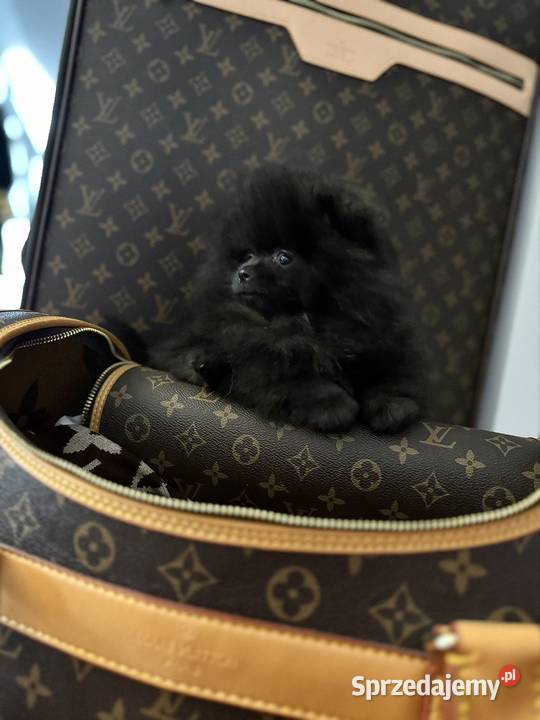 Szpic miniaturowy Pomeranian suczka Gorzów Wielkopolski