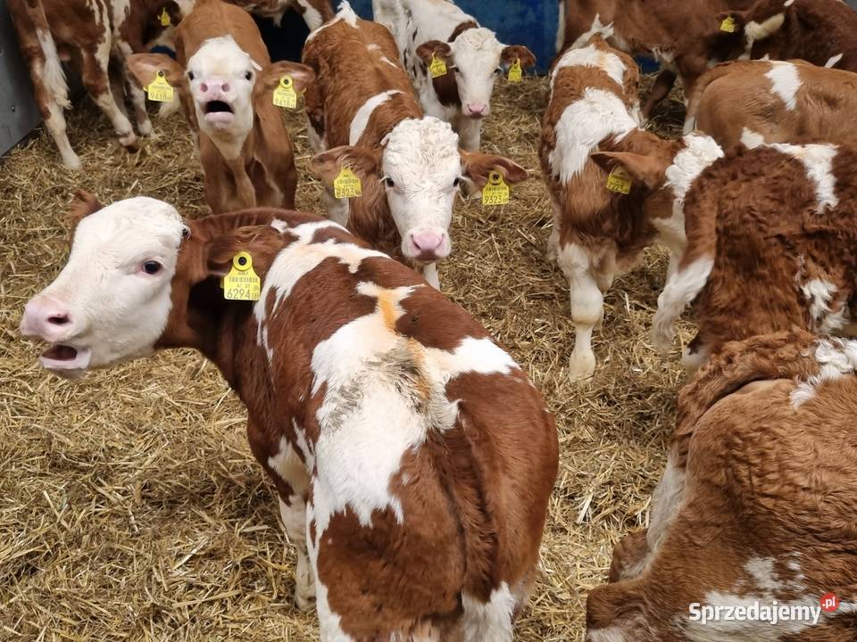 Sprzedaż cieląt mięsnych I mieszańcy mazowieckie Radom