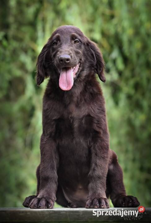 FlatCoated Retriever ZKwP FCI czarne i Tarnów