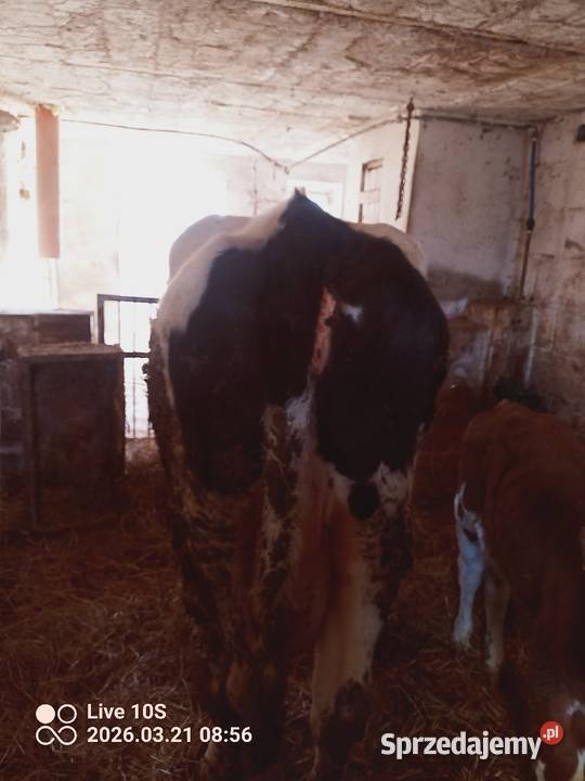Krowa z cielakiem Bydło Suwałki