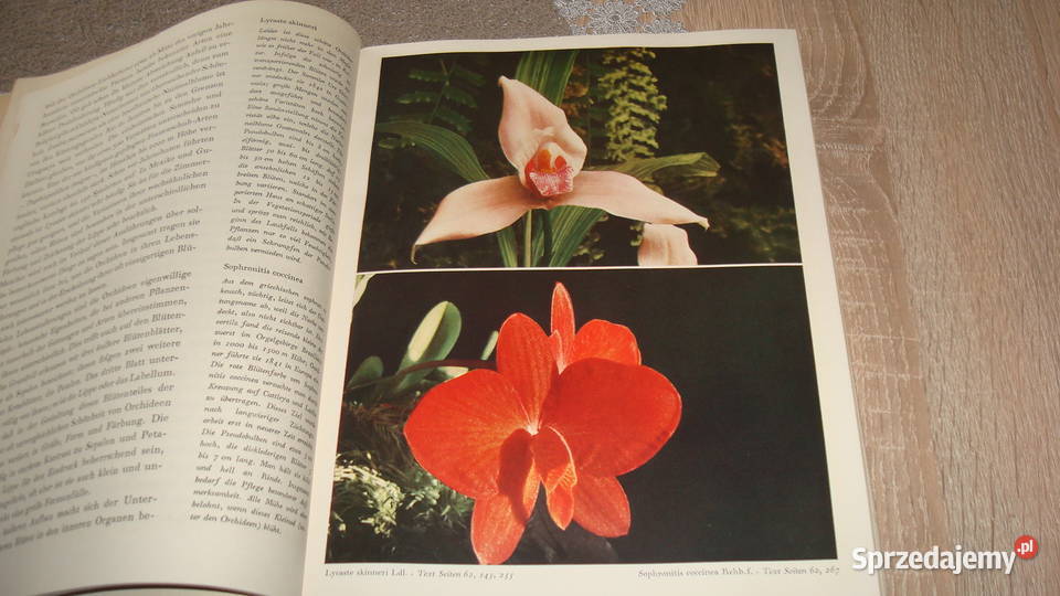 Orchideen Walter Richter sprzedam