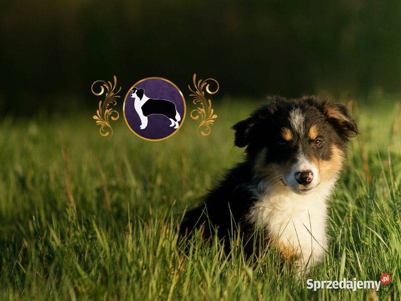 Border Collie Kermit ŻABA Piękne pochodzenie FCI Jasienica Rosielna sprzedam