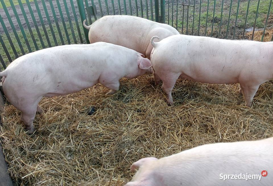 lOSZKI PROŚNE PBZ POLSKA BIAŁA ZWISŁOUCHA Strzałkowo