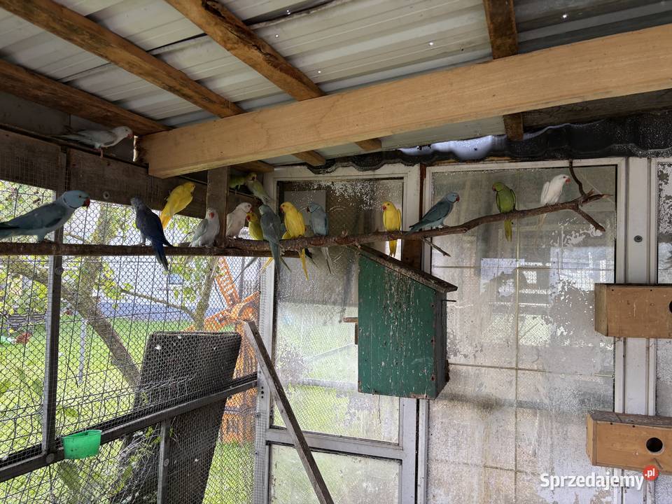 Papugi aleksandretty Ośnica