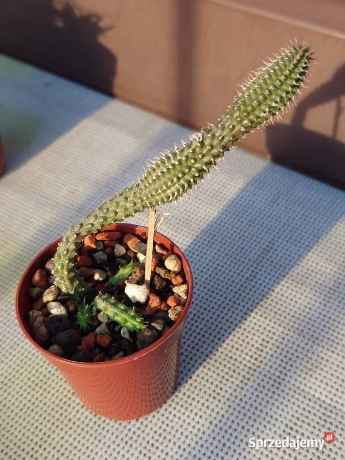 Echidnopsis chrysantha sukulent miniatura