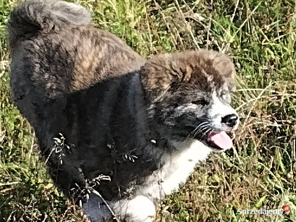 Ostatnia Japońska Akita Inu Okazja Międzychód