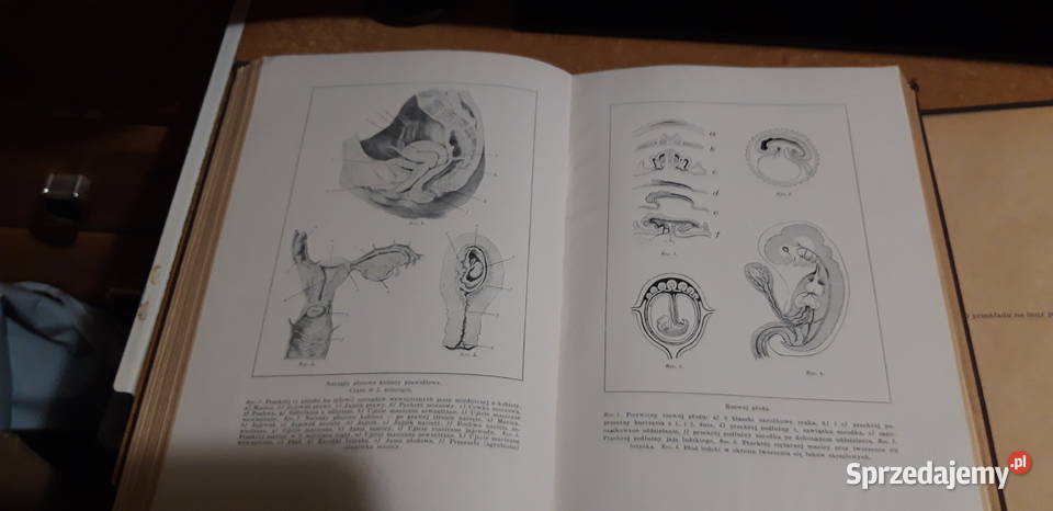 Encyklopedja ŻyciaT12 Rodowski Poznań1930 Antykwariat Iwno