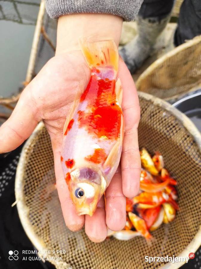 Narybek Amura karpia lina karasia złotego Mościsko