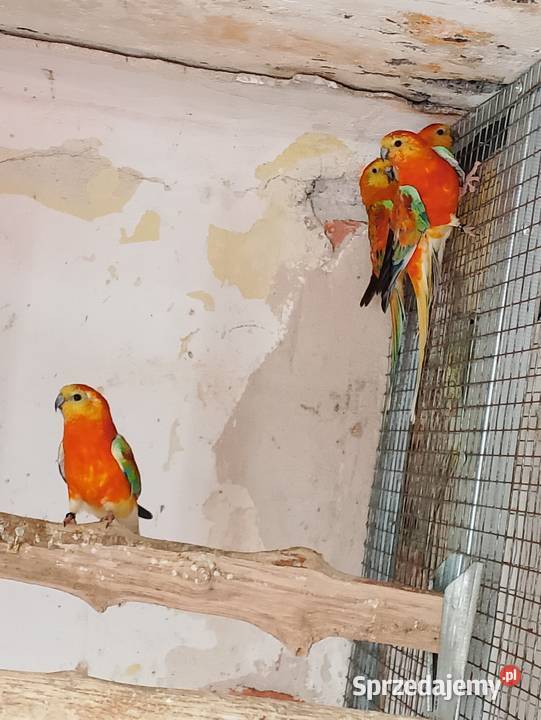 Świergotki różne kolory Strzeleczki sprzedam