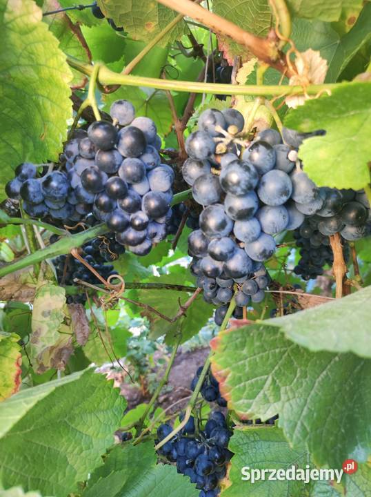 Winogrona na wino i soki sadzonki winorośli Toruń sprzedam