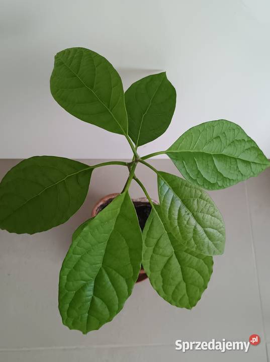 Kwiat Awokado w doniczceMłoda roślina avocado łódzkie sprzedam