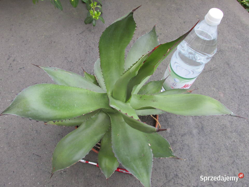 Agave chiapensis odhodowana ponad 10letnia agawa Kraków