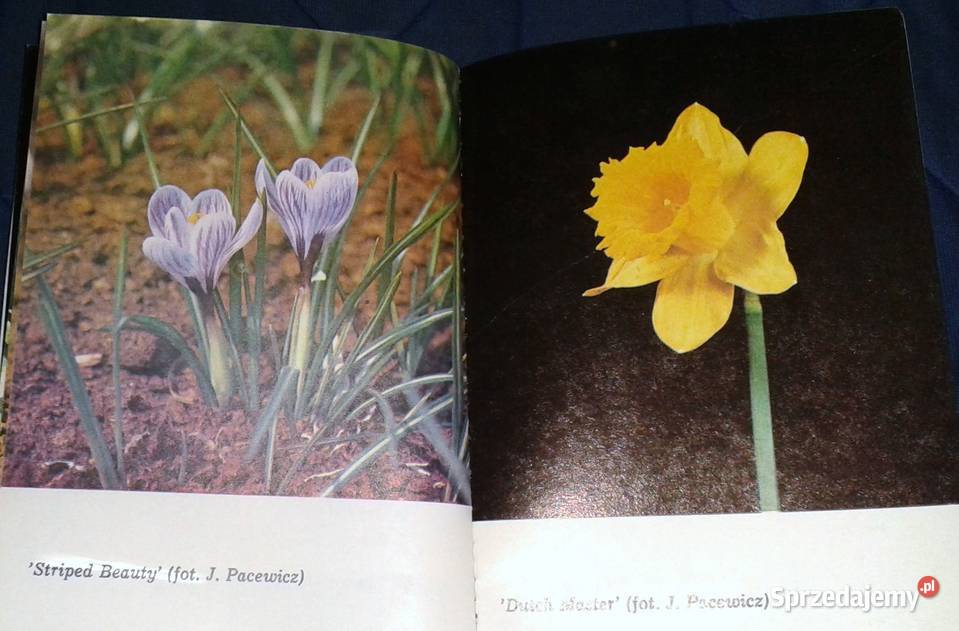 Narcyzy i krokusy Joanna Krause Pozostałe sprzedam