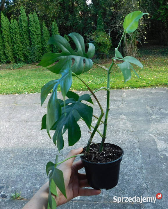 Rhaphidophora tetrasperma 4 pnącze Araceae małopolskie
