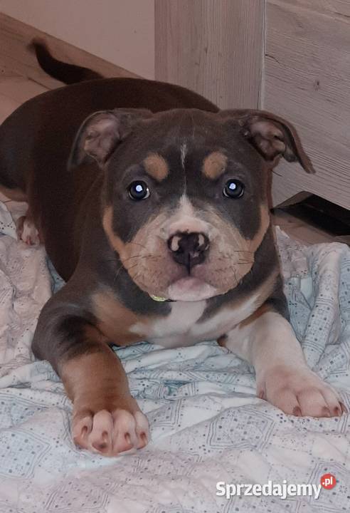 Amstafy TRICOLOR DO REZERWACJI Amstaff Dęblin sprzedam