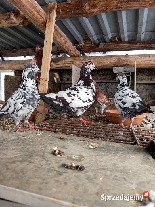 Sprzedam Kinga i Rysia 50 sprzedam
