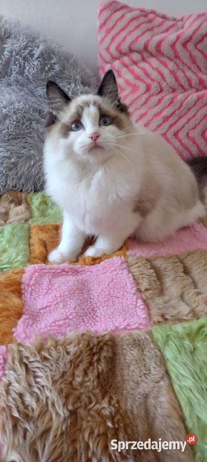 Kocurek ragdoll seal bikolor Wrocław