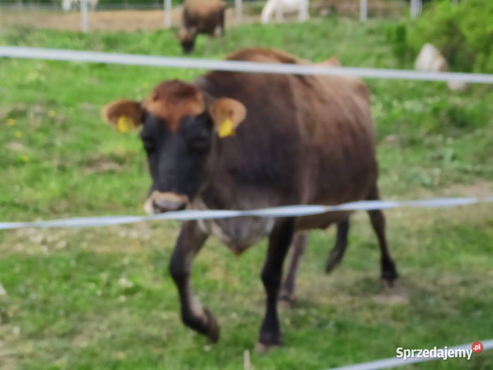 Krowy i jałówki jersey A2 Bydło mleczne pomorskie Czerniewo sprzedam