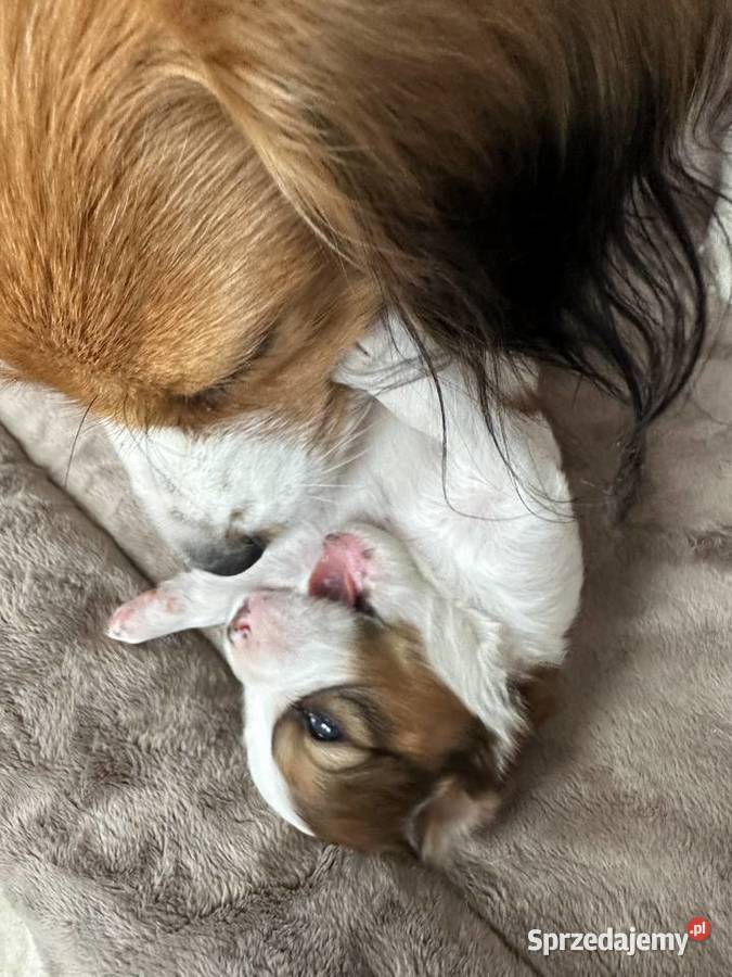 Płochacz holenderski Netherlandse Kooikerhondje