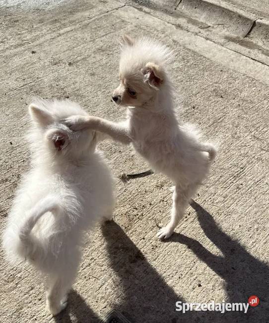 szpic miniaturowy suczka świętokrzyskie