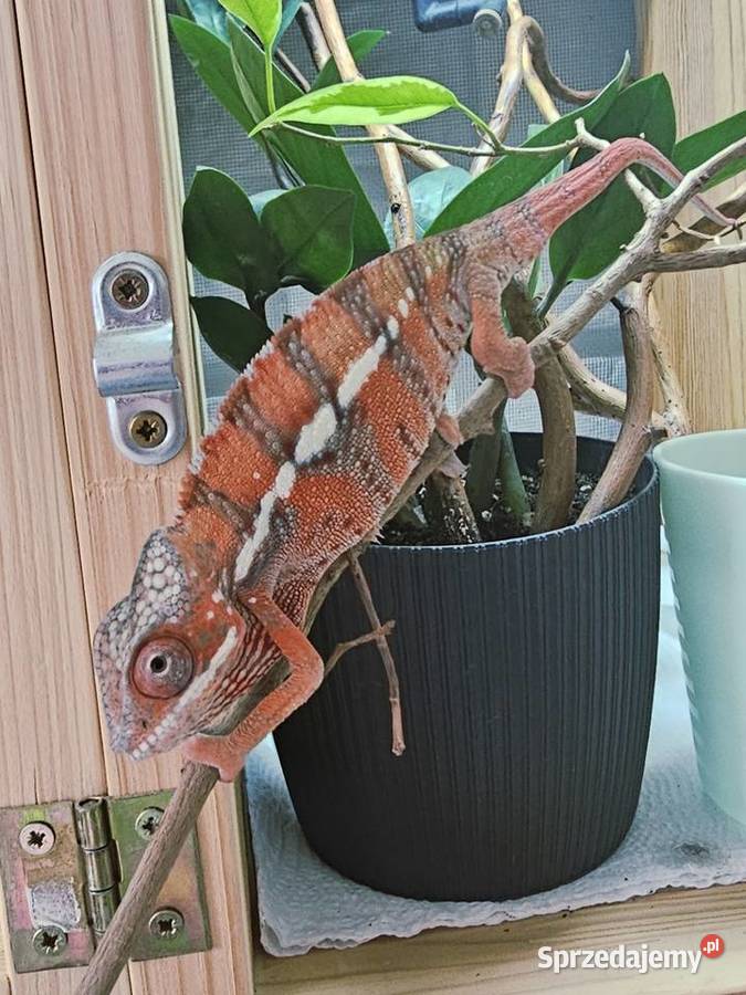 Samiec Kameleon lamparci Ambiobe