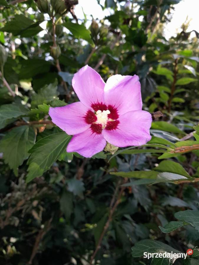 ketmia hibiskus różowy