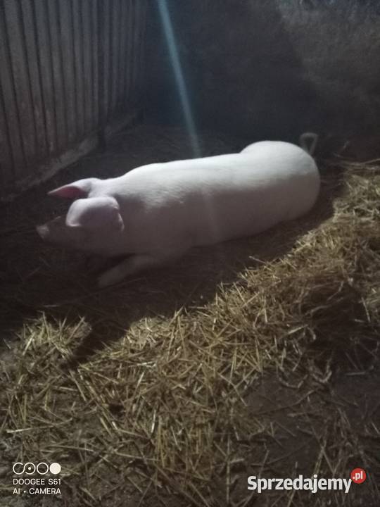 Tucznik rasy mięsnej Pozostałe Bukowa