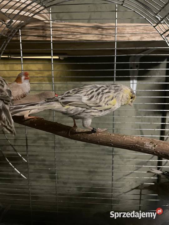 Kanarki glostery zeberki Zwierzęta Lubliniec