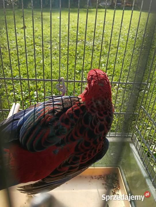 Rozelle królewskie małopolskie Zagórzany