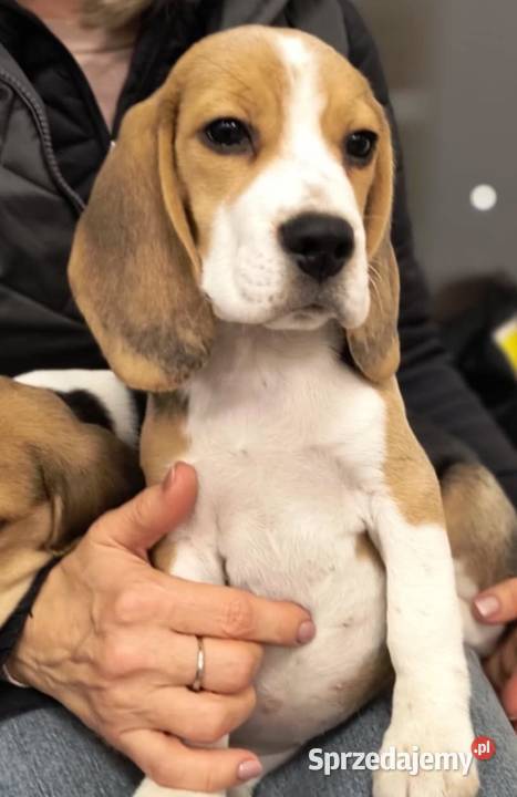 Cudna beagielka FCI championie arystokracja Beagle Mińsk Mazowiecki sprzedam