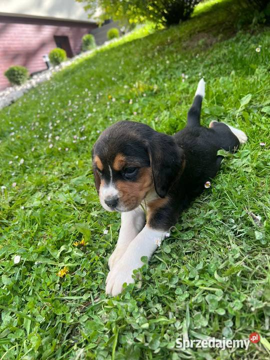 Szczeniaki rasy Beagle Beagle Limanowa