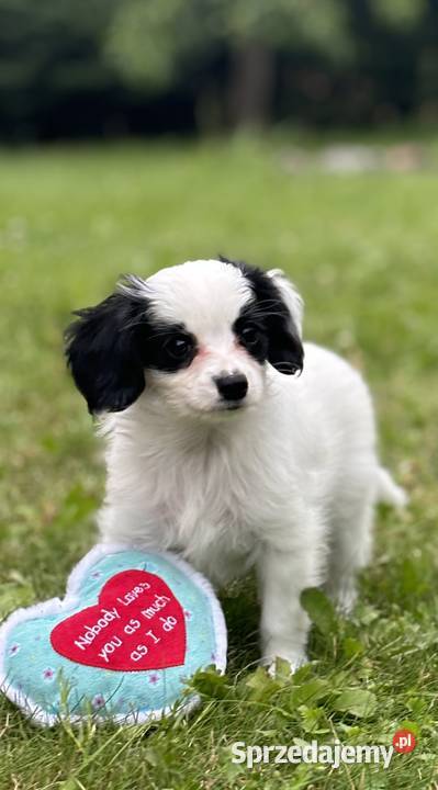 Spaniel kontynentalny phalene odmiana papillon śląskie Bielsko-Biała sprzedam