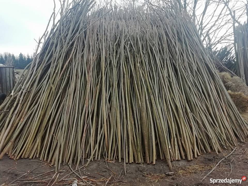 tyczki do fasoli Pozostałe Hrubieszów sprzedam