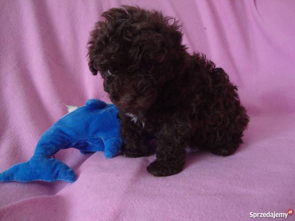 bolończyk kolorowy piesek czekoladowy Pozostałe wielkopolskie