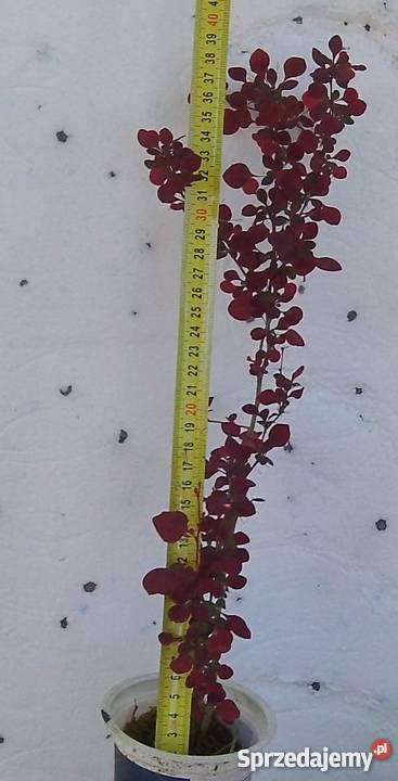 Berberis Thunbergii Rosy Rocket Kolumnowy Bydgoszcz
