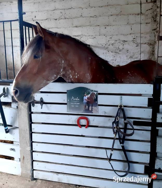 Sprzedam klacz sztumska sprzedam