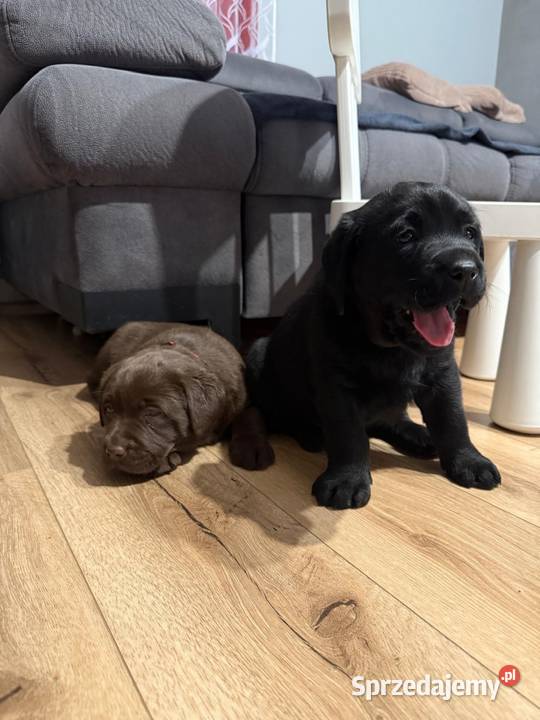 Labrador czarne i czekoladowe szczeniaczki małopolskie Tarnów
