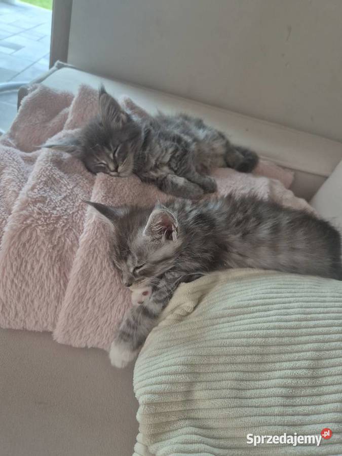 Maine coon kocięta zachodniopomorskie Rurzyca