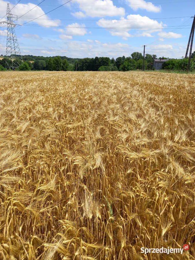 Sprzedam działkę budowlaną Bielsko-Biała