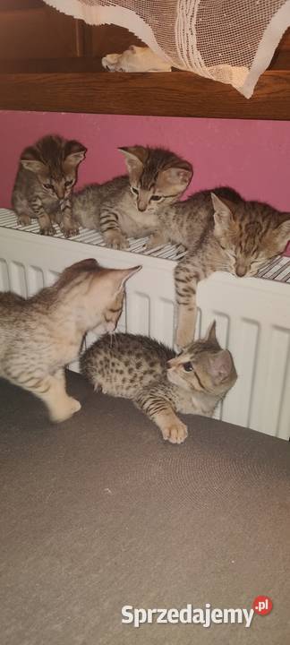 Savannah F5 kocięta kujawsko-pomorskie