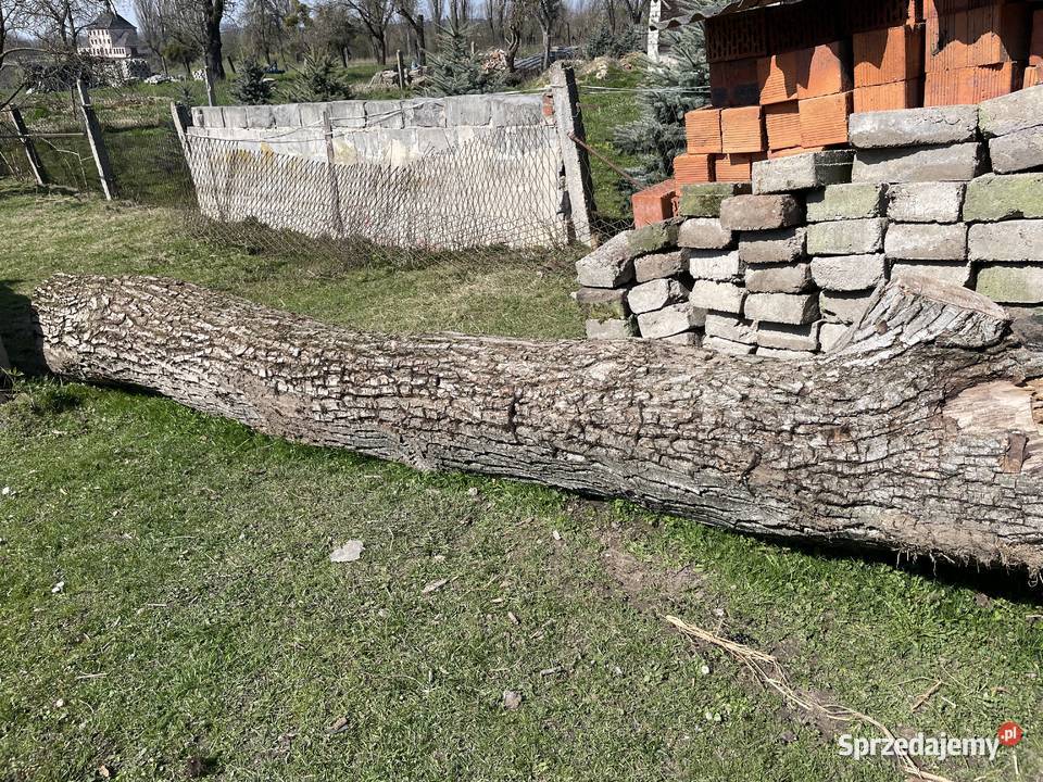 Orzech Włoski pień kłoda na meble live edge