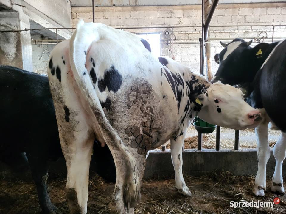 Jałówki wysokocielne Mała Wieś