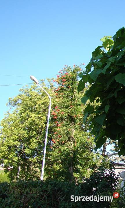 Milin ceglasty x2 świetny Przemyśl sprzedam